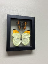 Load image into Gallery viewer, One of a Kind 2 Count Butterfly Framed Specimen