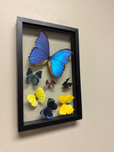 Load image into Gallery viewer, One of a Kind 7 Count Butterfly Frame