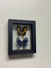 Load image into Gallery viewer, One of a Kind 2 Count Butterfly Framed Specimen