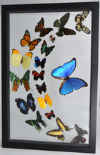 Load image into Gallery viewer, One of a Kind 18 Count Butterfly Frame