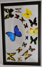 Load image into Gallery viewer, One of a Kind 18 Count Butterfly Frame
