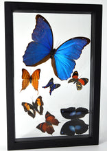 Load image into Gallery viewer, One of a Kind 7 Count Butterfly Frame