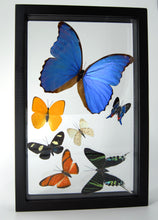 Load image into Gallery viewer, One of a Kind 7 Count Butterfly Frame