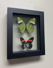 Load image into Gallery viewer, One of a Kind 2 Count Butterfly Framed Specimen