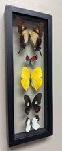 Load image into Gallery viewer, One of a Kind 5 Count Butterfly Frame
