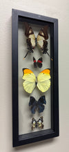 Load image into Gallery viewer, One of a Kind 5 Count Butterfly Frame