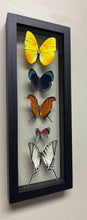 Load image into Gallery viewer, One of a Kind 5 Count Butterfly Frame