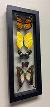 Load image into Gallery viewer, One of a Kind 5 Count Butterfly Frame