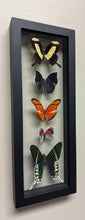 Load image into Gallery viewer, One of a Kind 5 Count Butterfly Frame