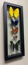 Load image into Gallery viewer, One of a Kind 5 Count Butterfly Frame