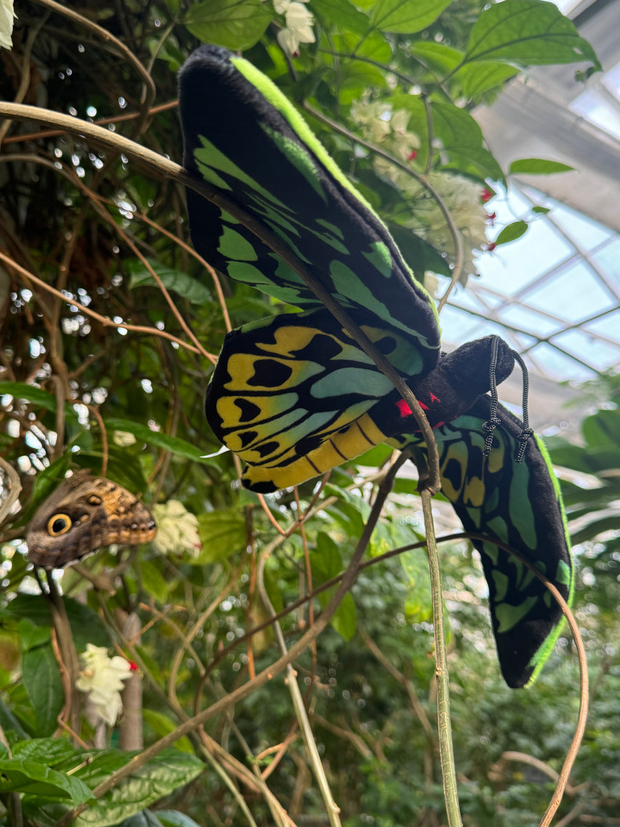 Birdie the Birdwing Butterfly Plush – Butterfly Pavilion