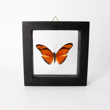Load image into Gallery viewer, Small Butterfly Frame