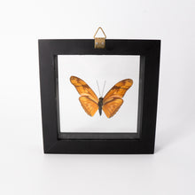 Load image into Gallery viewer, Small Butterfly Frame