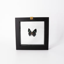 Load image into Gallery viewer, Small Butterfly Frame