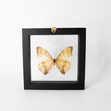 Load image into Gallery viewer, Morpho sulkowskyi Framed Butterfly