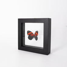 Load image into Gallery viewer, Small Butterfly Frame
