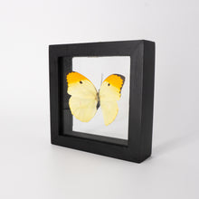 Load image into Gallery viewer, Anteos menippe Framed Butterfly

