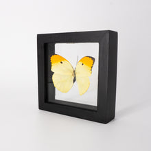 Load image into Gallery viewer, Anteos menippe Framed Butterfly