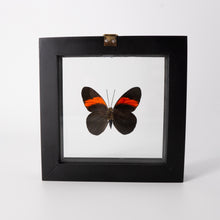 Load image into Gallery viewer, Small Butterfly Frame