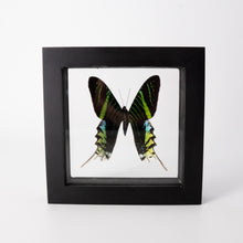 Load image into Gallery viewer, Single Medium Framed Butterfly