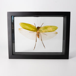 Single Framed Insect