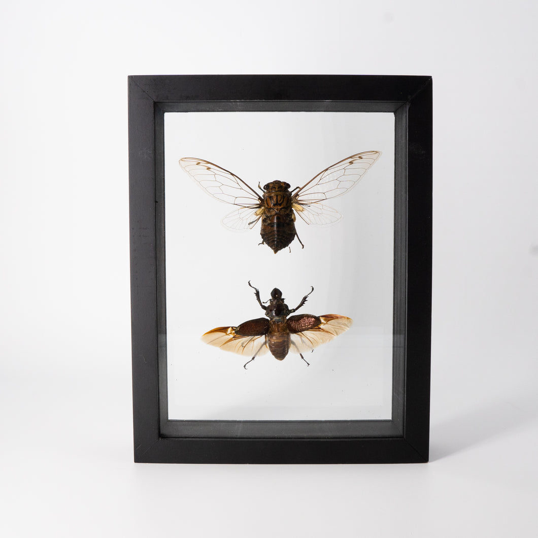Two Insects Framed Specimen