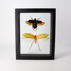Two Insects Framed Specimen