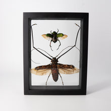 Load image into Gallery viewer, Two Insects Framed Specimen
