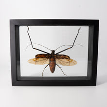 Load image into Gallery viewer, Single Framed Insect

