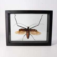 Load image into Gallery viewer, Single Framed Insect