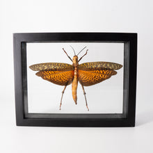 Load image into Gallery viewer, Single Framed Insect