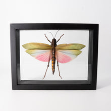 Load image into Gallery viewer, Single Framed Insect