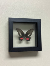 Load image into Gallery viewer, Small Butterfly Frame