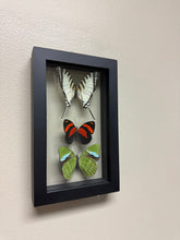 Load image into Gallery viewer, One of a Kind 3 Count Butterfly Frame