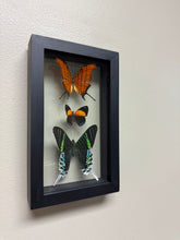 Load image into Gallery viewer, One of a Kind 3 Count Butterfly Frame