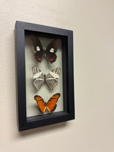 Load image into Gallery viewer, One of a Kind 3 Count Butterfly Frame