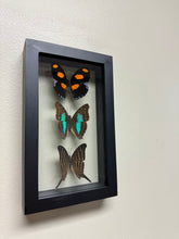 Load image into Gallery viewer, One of a Kind 3 Count Butterfly Frame