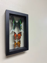 Load image into Gallery viewer, One of a Kind 3 Count Butterfly Frame