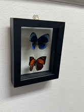 Load image into Gallery viewer, One of a Kind 2 Count Butterfly Framed Specimen