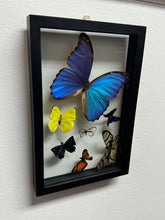 Load image into Gallery viewer, One of a Kind 7 Count Butterfly Frame