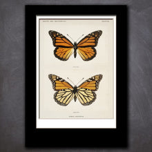 Load image into Gallery viewer, Scientific Invertebrate Prints