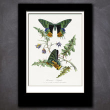 Load image into Gallery viewer, Scientific Invertebrate Prints