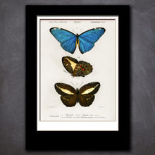 Load image into Gallery viewer, Scientific Invertebrate Prints