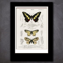 Load image into Gallery viewer, Scientific Invertebrate Prints