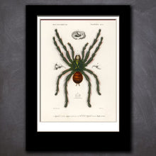 Load image into Gallery viewer, Scientific Invertebrate Prints