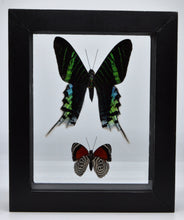 Load image into Gallery viewer, One of a Kind 2 Count Butterfly Framed Specimen