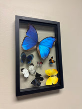 Load image into Gallery viewer, One of a Kind 7 Count Butterfly Frame