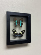Load image into Gallery viewer, One of a Kind 2 Count Butterfly Framed Specimen