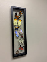 Load image into Gallery viewer, One of a Kind 9 Count Butterfly Frame