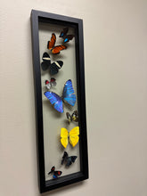 Load image into Gallery viewer, One of a Kind 9 Count Butterfly Frame